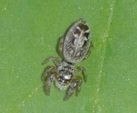 Salticidae: Macaroeris nidicolens, femmina